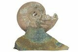 Iridescent, Pyritized Ammonite (Quenstedticeras) Fossil Display #207118-1